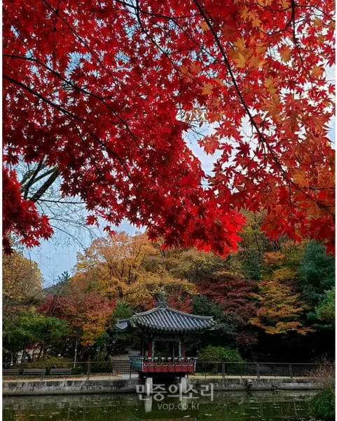Seoul Autumn Hiking — red maple trees surrounding a lakeside pavilion near Gwacheon Reservoir at the base of Gwanaksan Mountain.