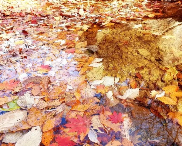 Seoul Autumn Hiking Course