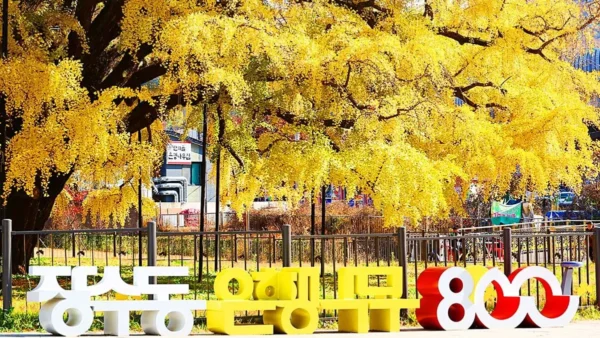 Hidden Autumn Spots in Incheon