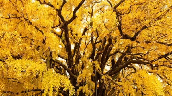 Hidden Autumn Spots in Incheon