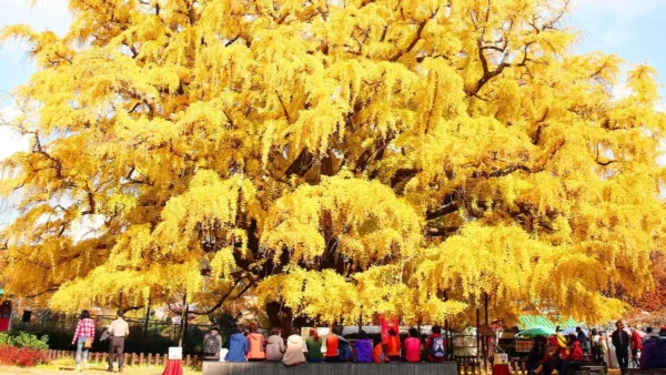 Hidden Autumn Spots in Incheon