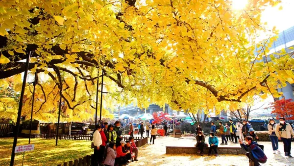 Hidden Autumn Spots in Incheon
