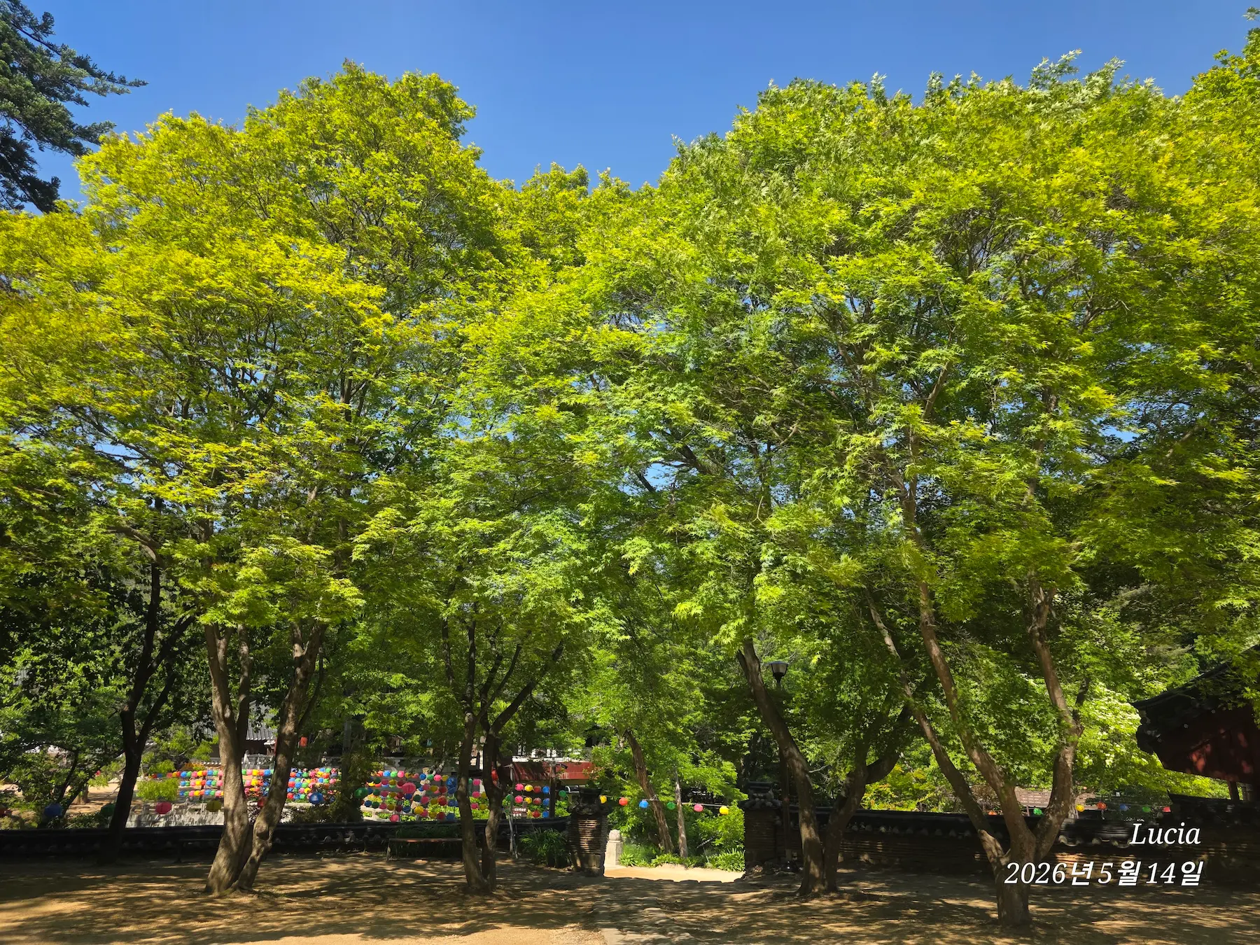 Magoksa Temple: Korea's Most Breathtaking UNESCO Heritage Site | Gongju Travel Guide