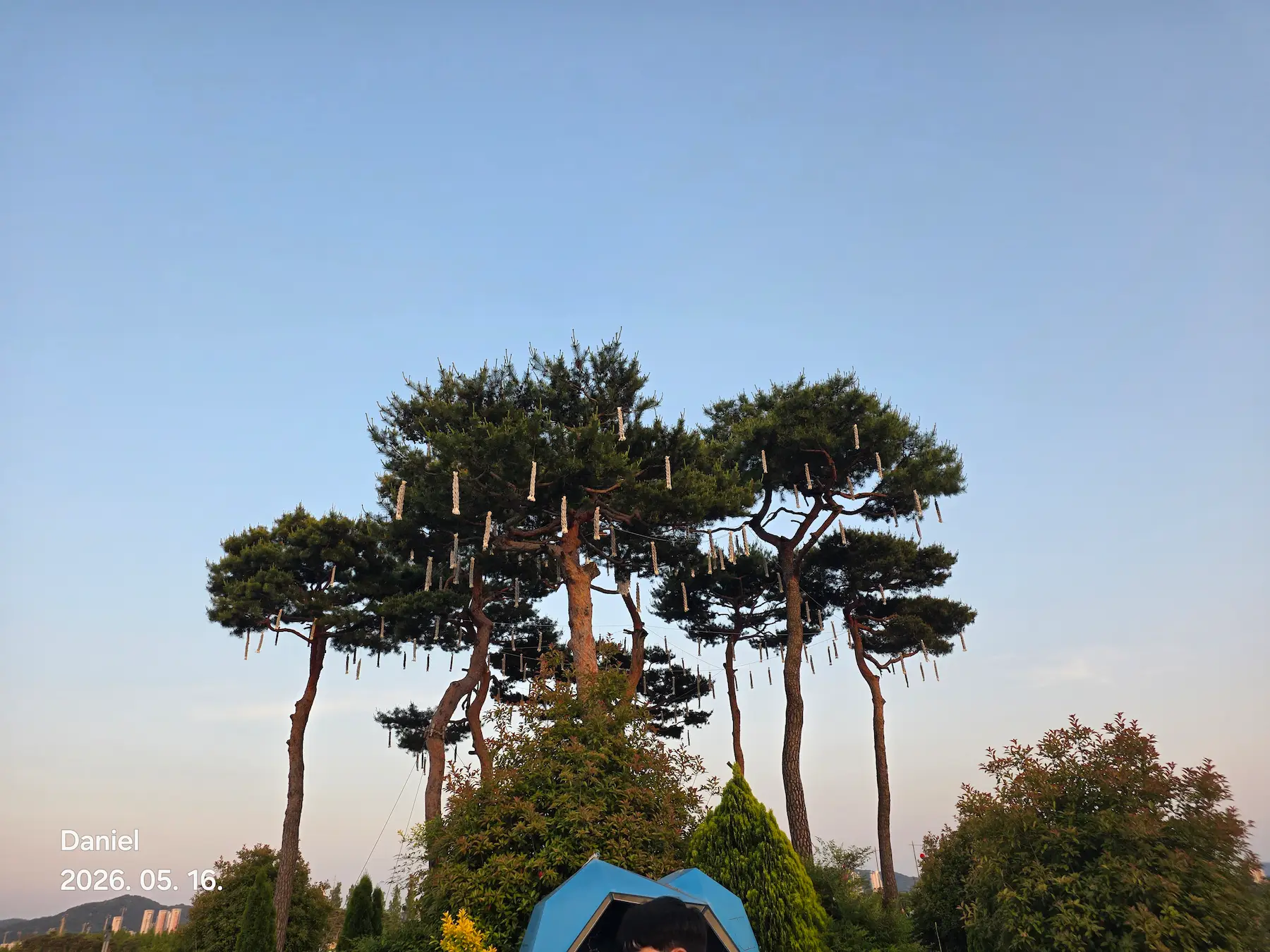 Sejong Nakhwa Festival