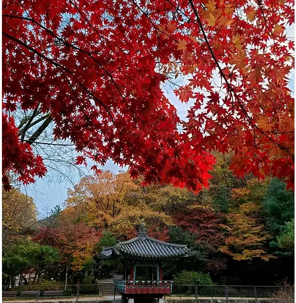 Seoul Autumn Hiking — red maple trees surrounding a lakeside pavilion near Gwacheon Reservoir at the base of Gwanaksan Mountain.