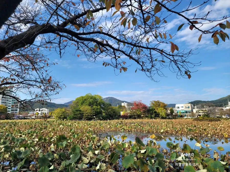 Gimbap Festival Gimcheon 2025