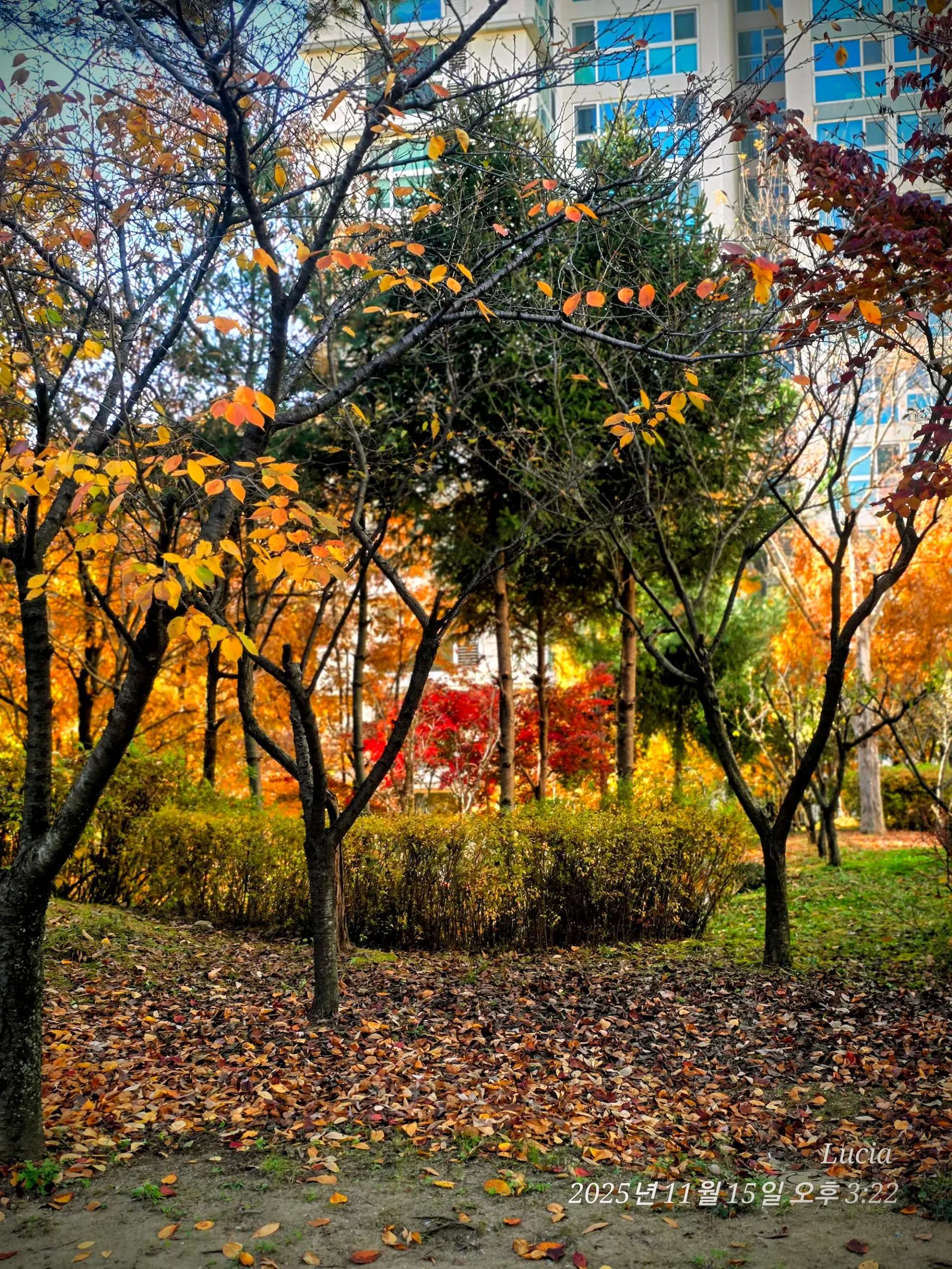 Korean Apartment in Sejong