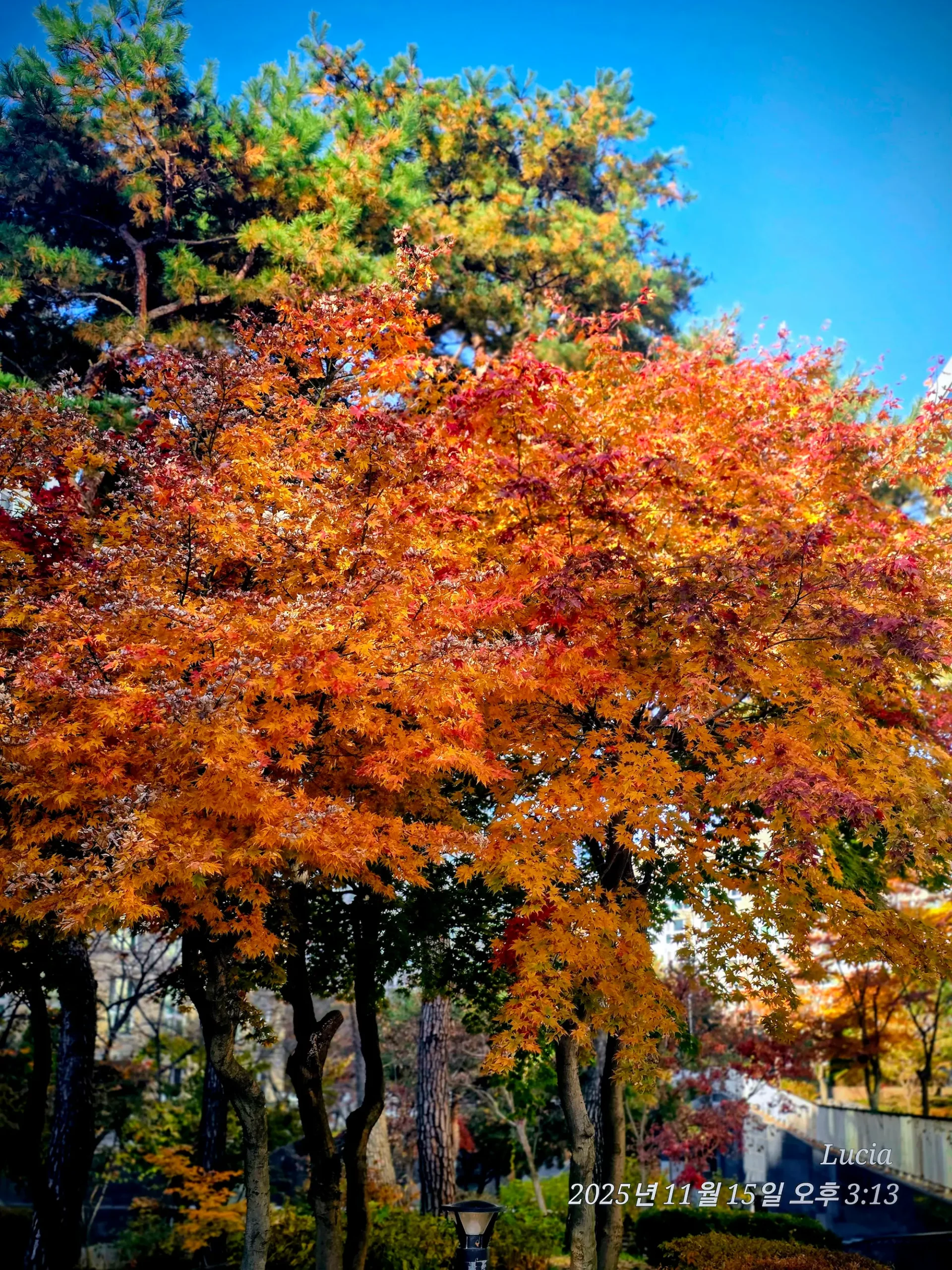 Korean Apartment in Sejong