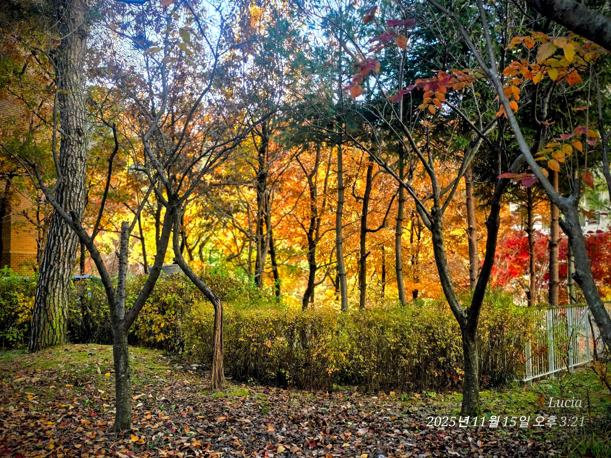 Korean Apartment in Sejong