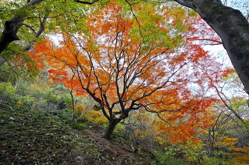 Naejangsan Autumn Foliage
