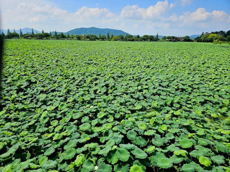 Jeongeup Travel Guide