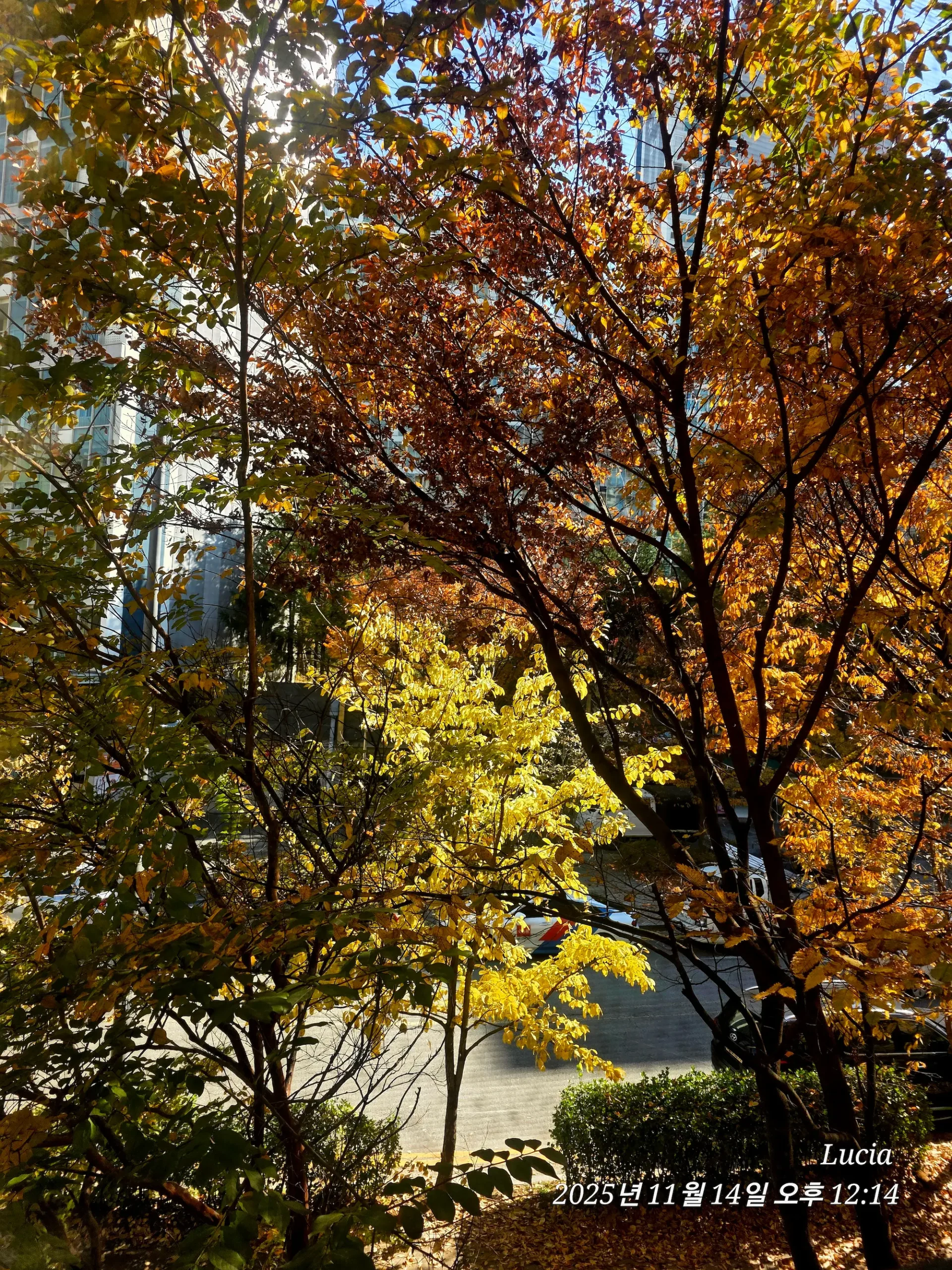 Korean Apartment Life