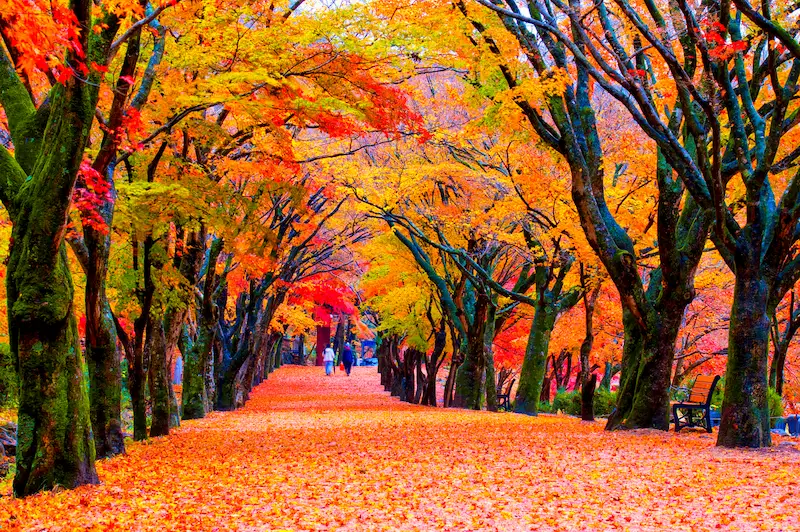 Naejangsan Autumn Foliage