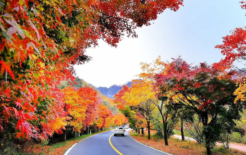 Naejangsan Autumn Foliage