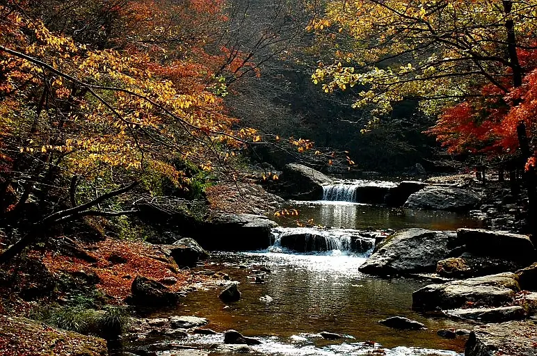 tteokbokki Festival 2025