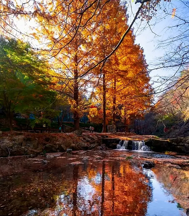 tteokbokki Festival 2025