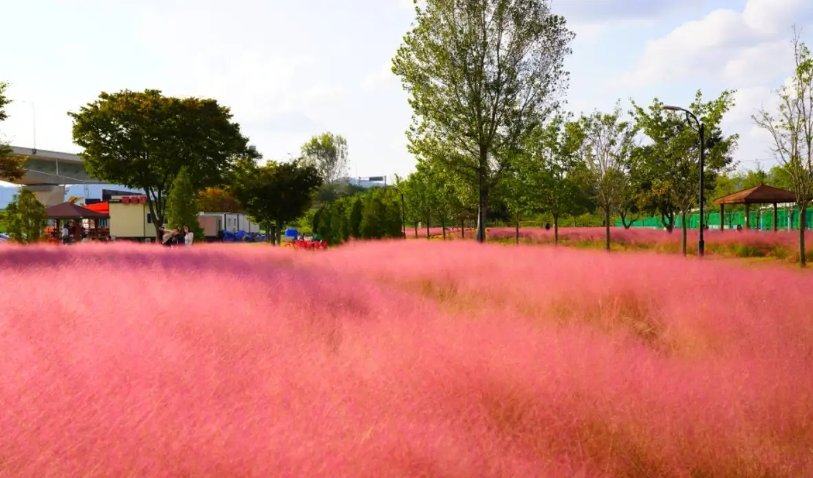 Autumn Festival in Korea