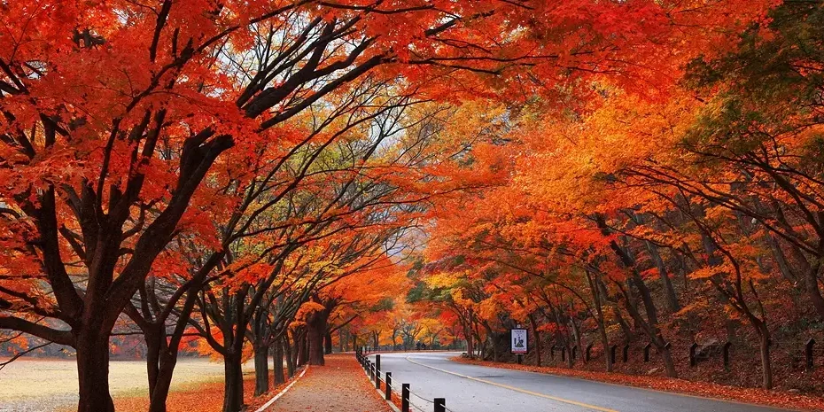 Naejangsan Autumn Foliage