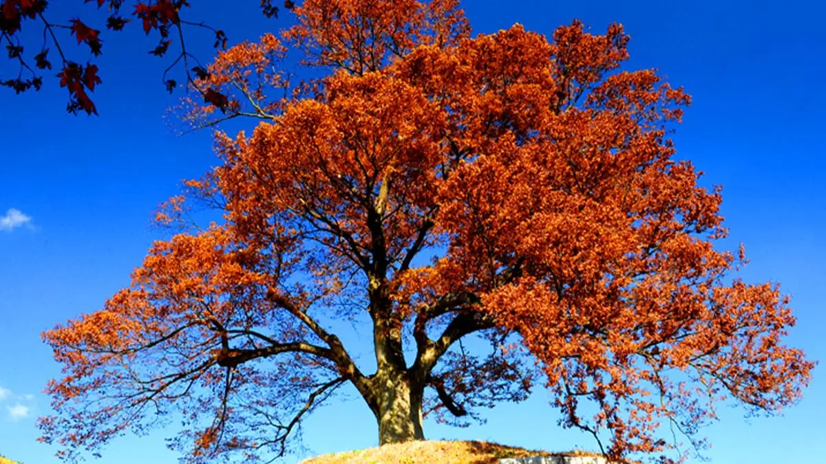 Ultimate Buyeo Travel Guide – Experience the Best of Baekje’s History, Scenic Landscapes, and K-Drama Spots