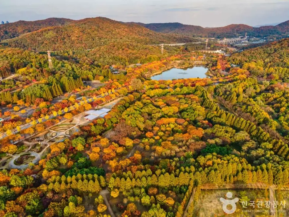 The 830-Year-Old Ginkgo Tree in Incheon — Catch the Golden Peak Before It’s Gone!