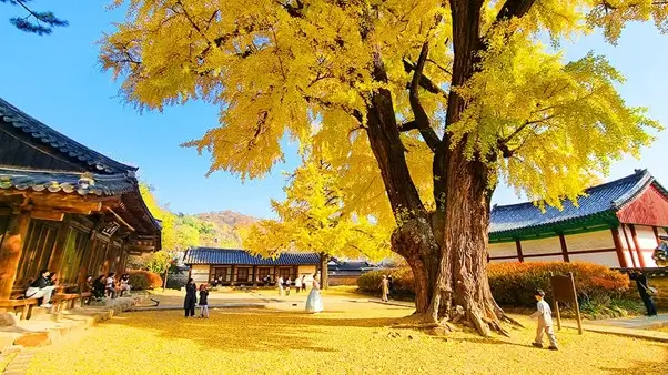 ✨ Ultimate Jeonju Travel Guide 3 — Discover Korea’s Most Historic, Beautiful & Inspiring Cultural Landmarks (2025)