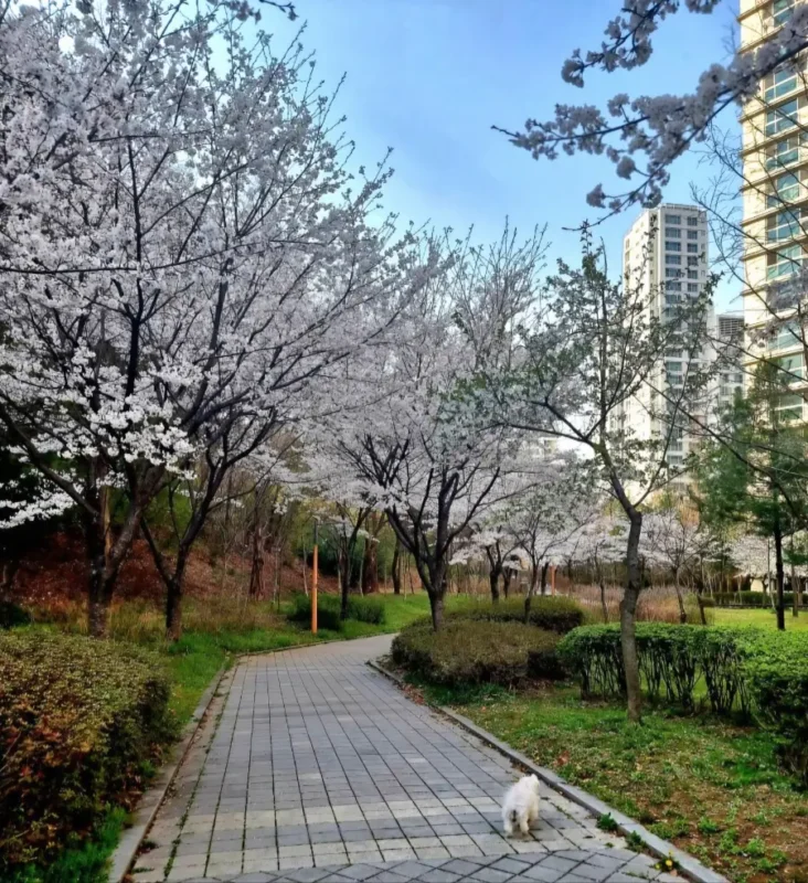 Korea Spring Festivals