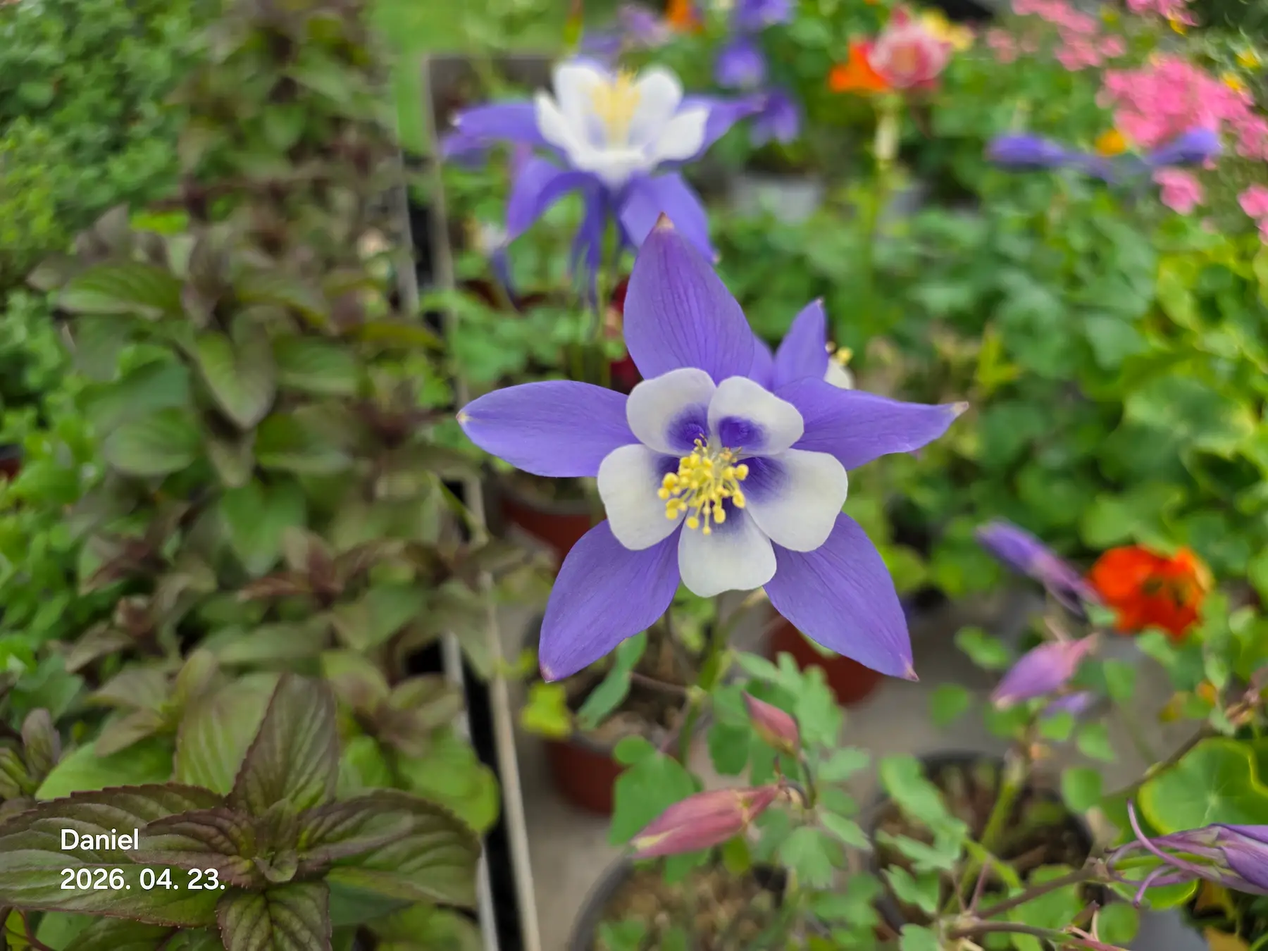 Taean Tulip Festival 2026: Stunning Blooms, Insider Tips & Visit Guide