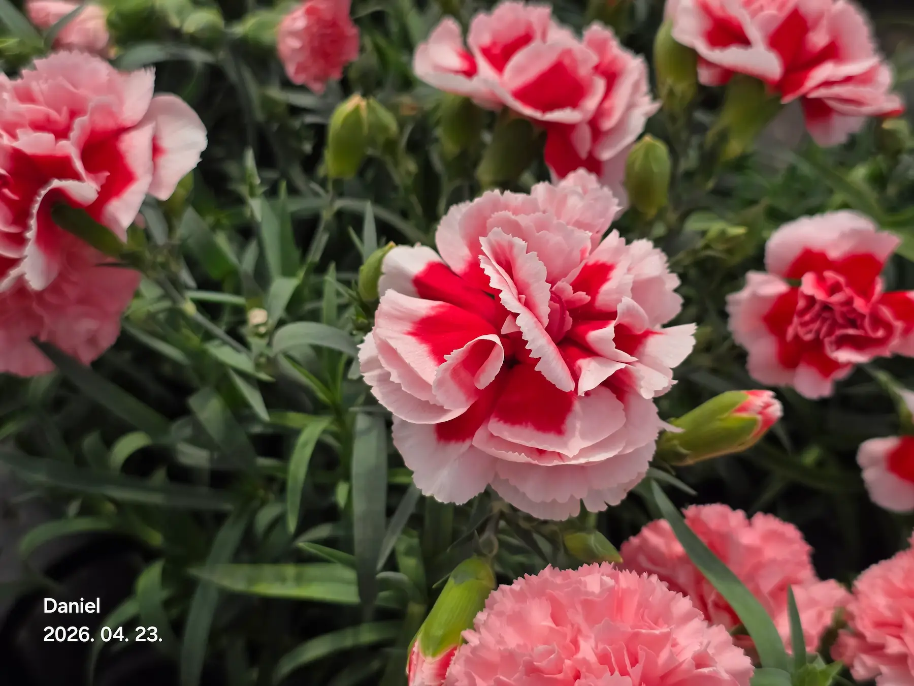 Taean Tulip Festival 2026: Stunning Blooms, Insider Tips & Visit Guide