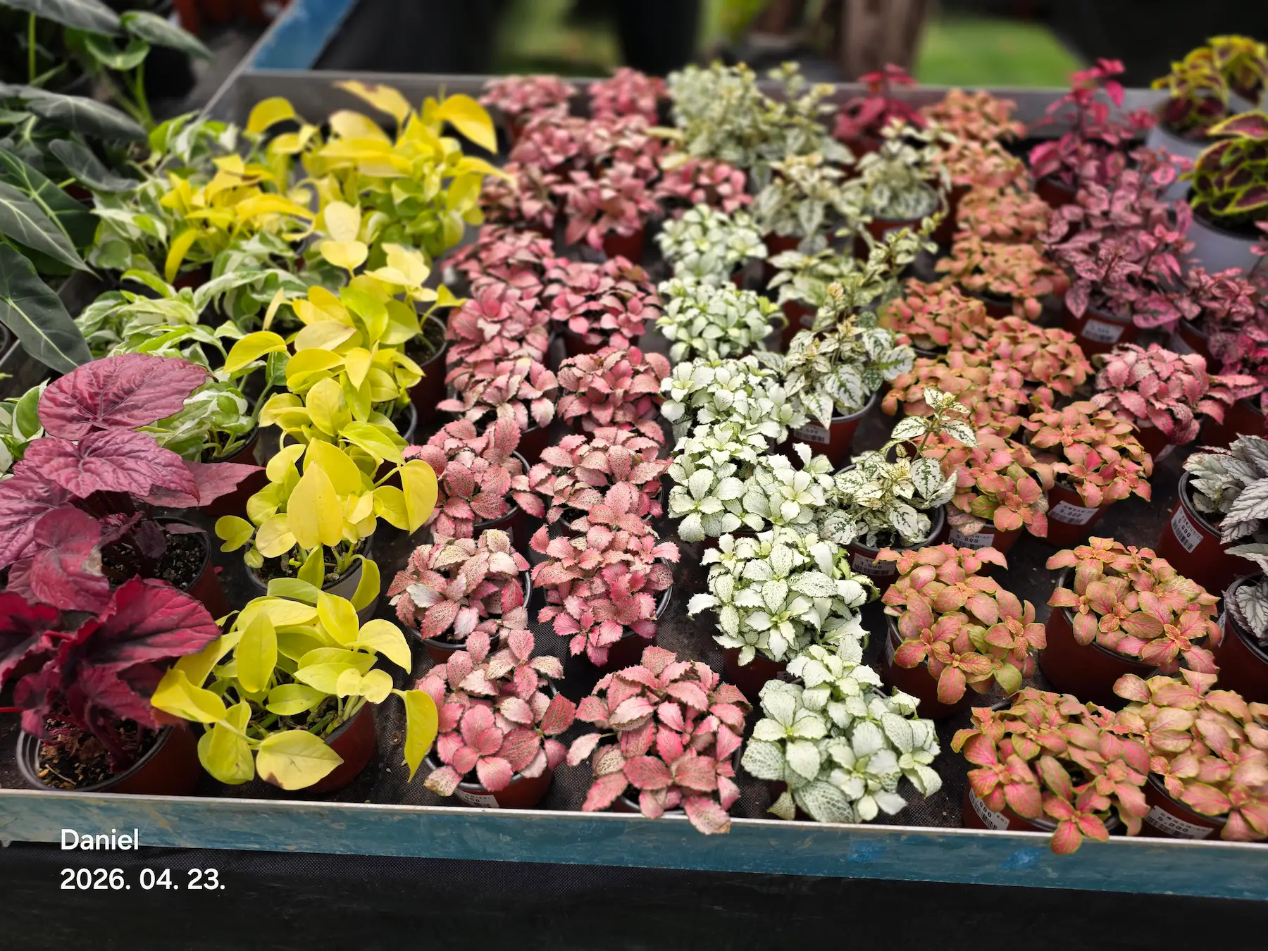 Taean Tulip Festival 2026: Stunning Blooms, Insider Tips & Visit Guide