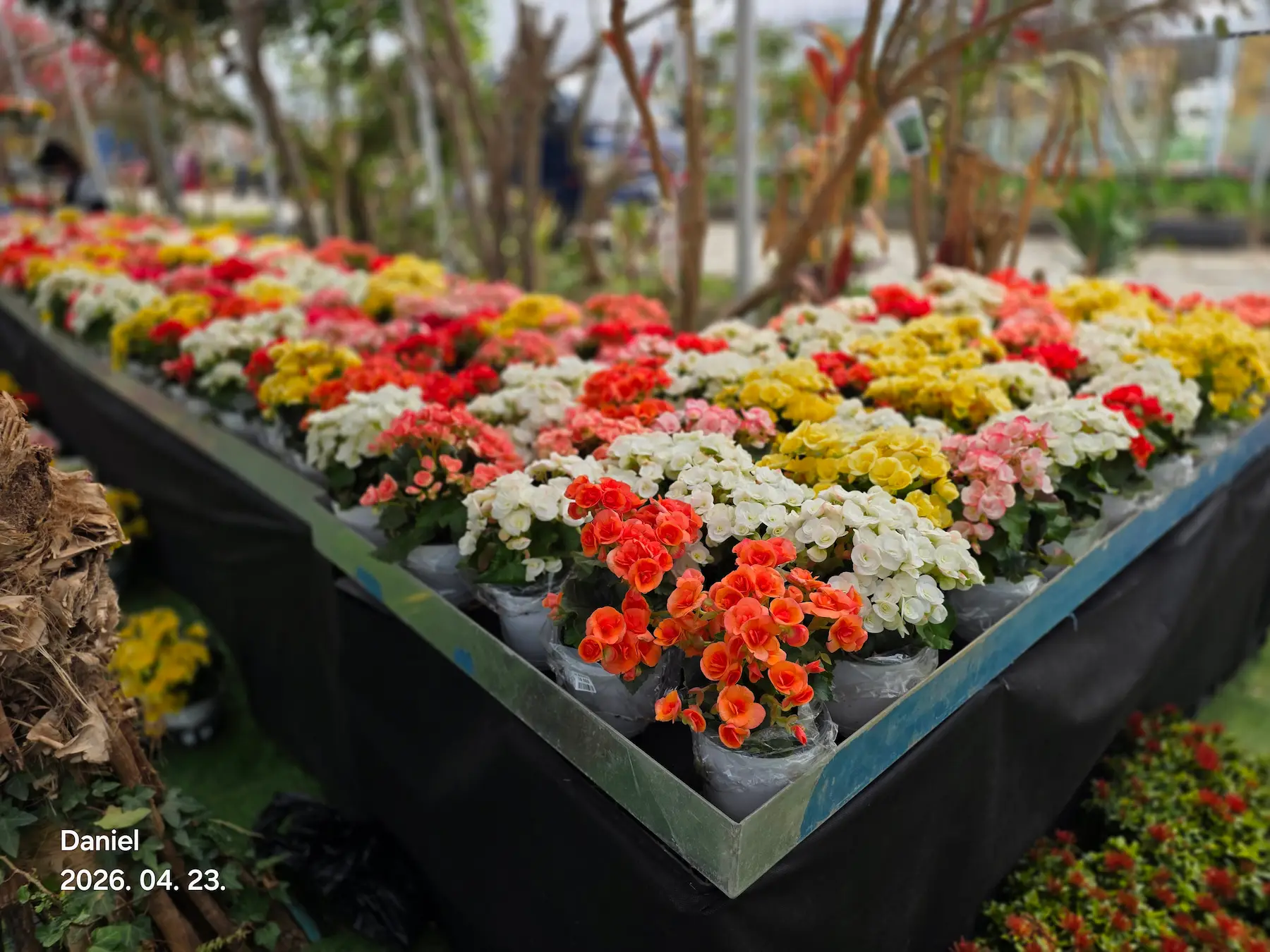 Taean Tulip Festival 2026: Stunning Blooms, Insider Tips & Visit Guide