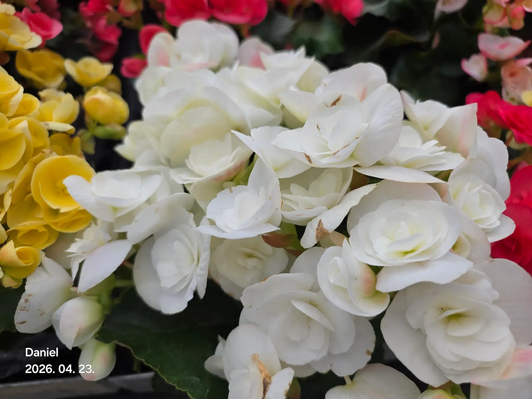 Taean Tulip Festival 2026: Stunning Blooms, Insider Tips & Visit Guide