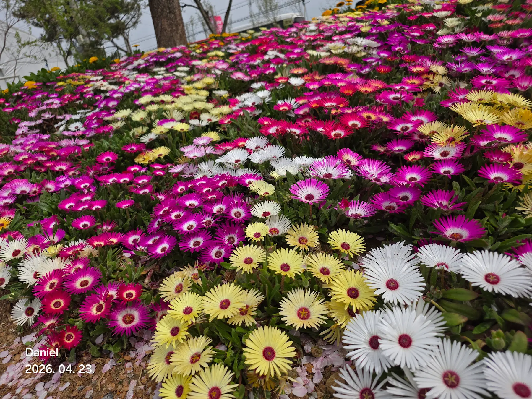 Taean Tulip Festival 2026: Stunning Blooms, Insider Tips & Visit Guide
