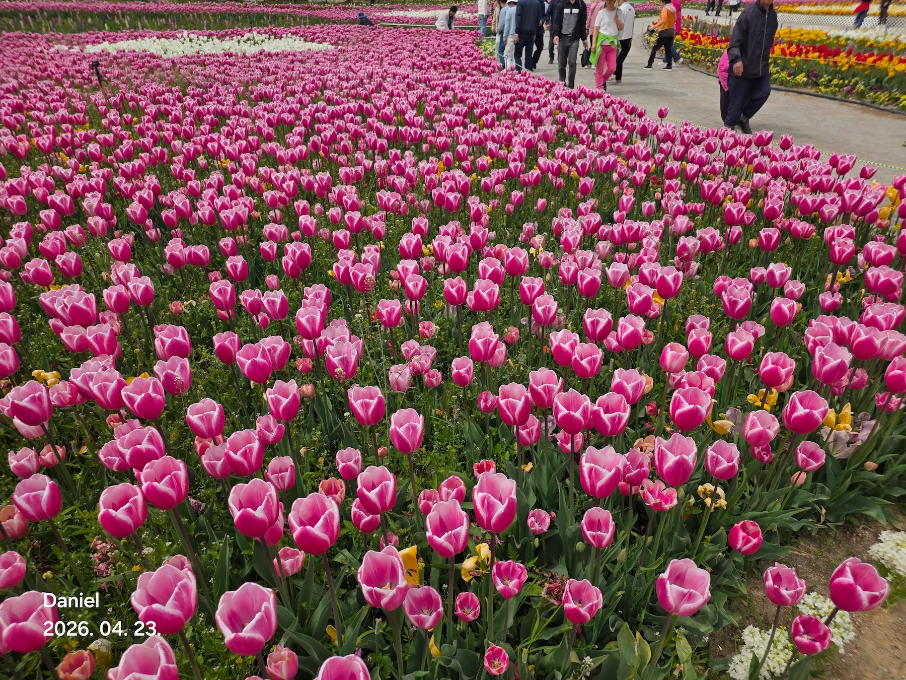 Taean Tulip Festival 2026: Stunning Blooms, Insider Tips & Visit Guide