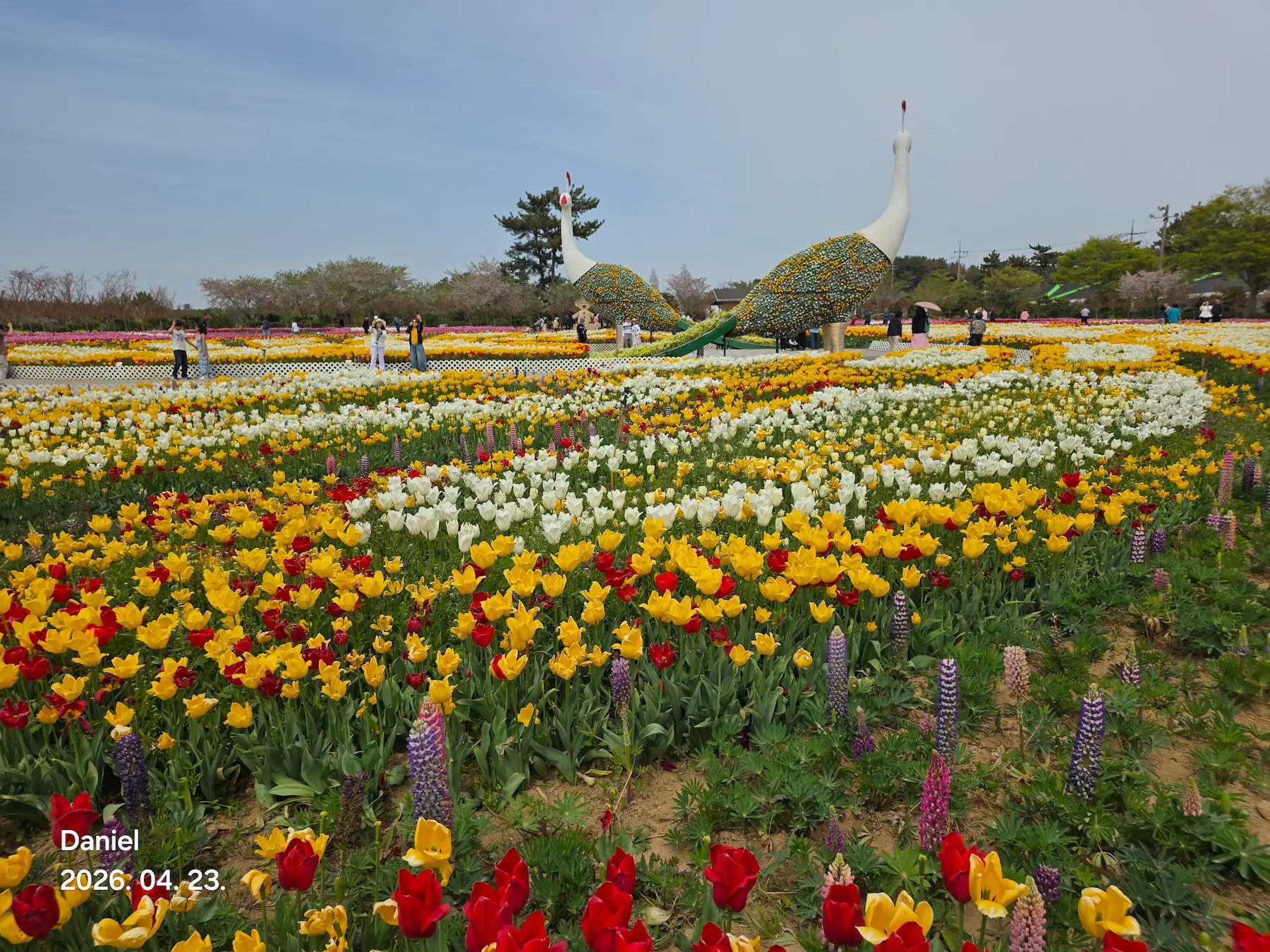 Taean Tulip Festival 2026: Stunning Blooms, Insider Tips & Visit Guide