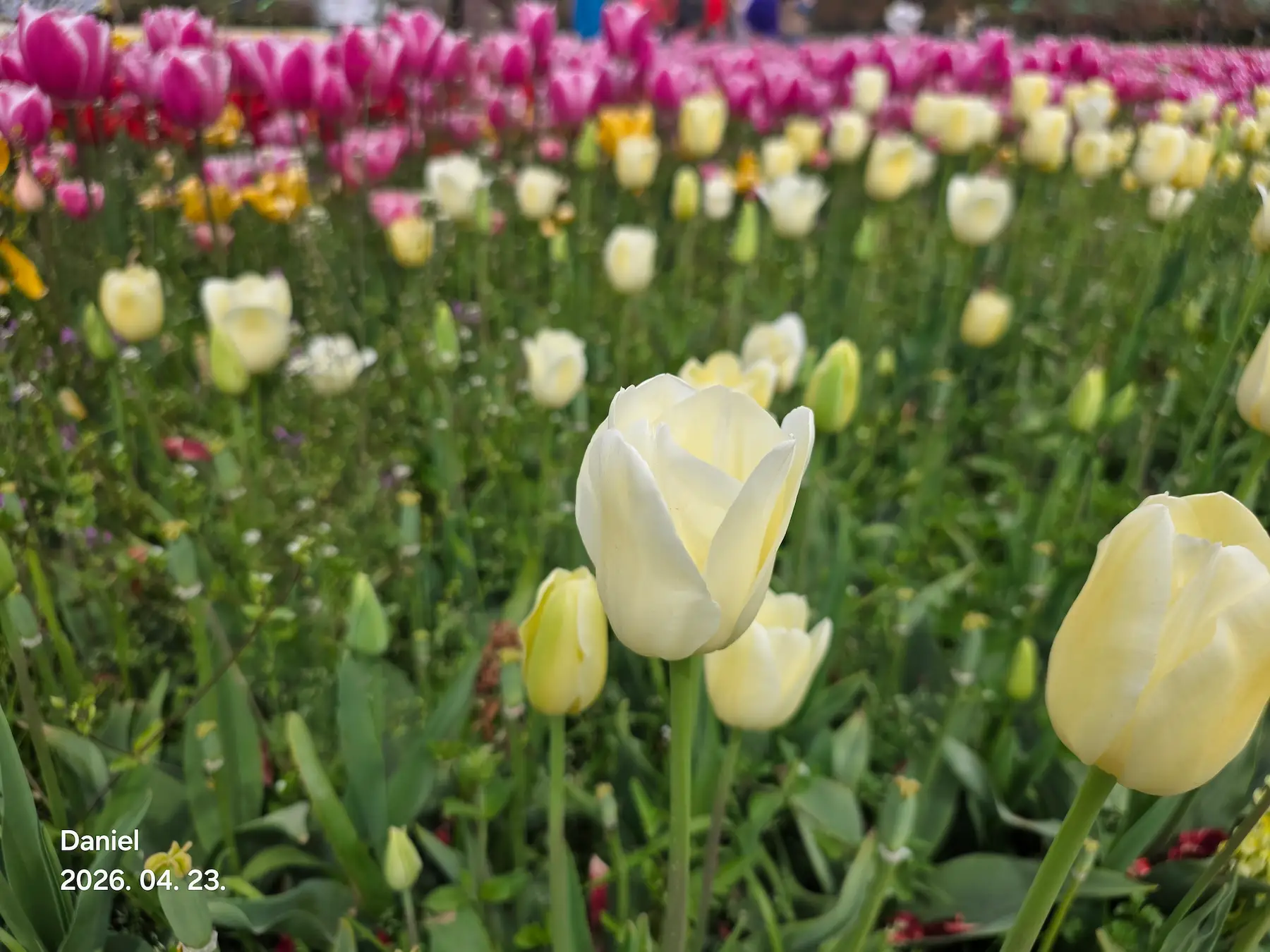 Taean Tulip Festival 2026: Stunning Blooms, Insider Tips & Visit Guide