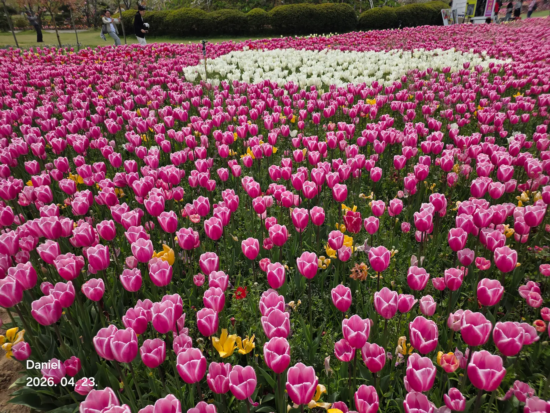 Taean Tulip Festival 2026: Stunning Blooms, Insider Tips & Visit Guide