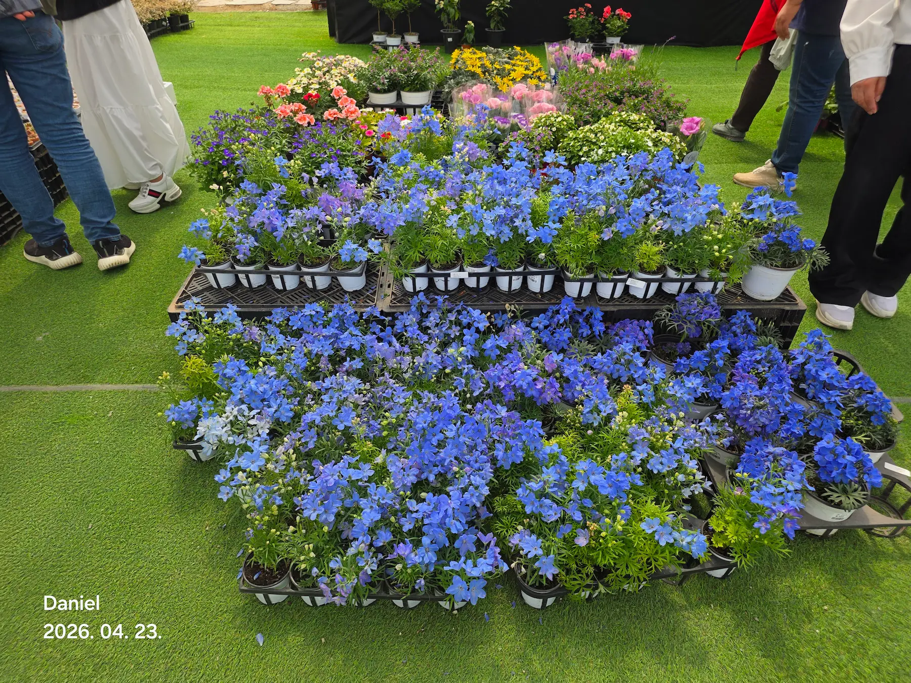 Taean Tulip Festival 2026 - Green House