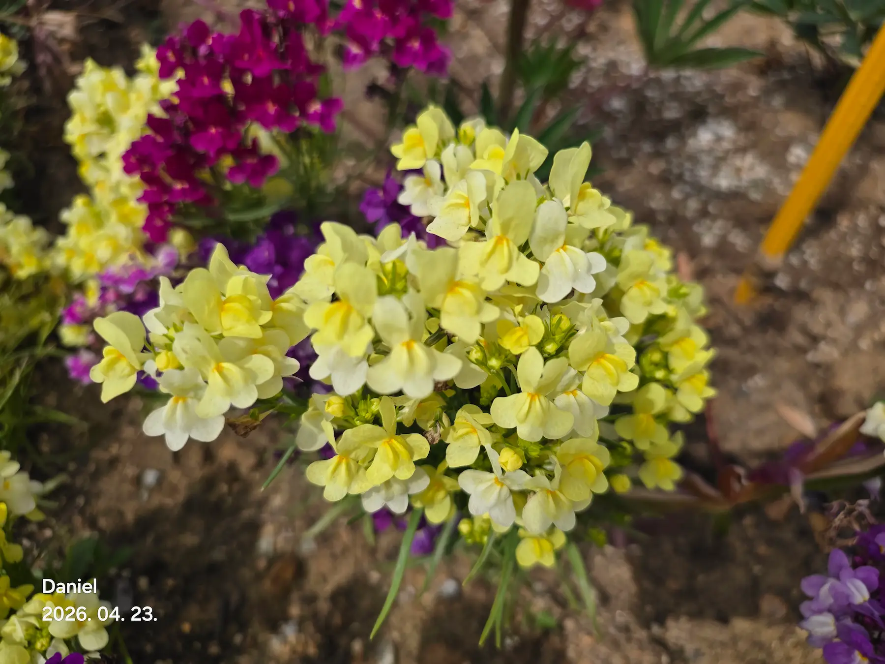 Taean Tulip Festival 2026: Stunning Blooms, Insider Tips & Visit Guide