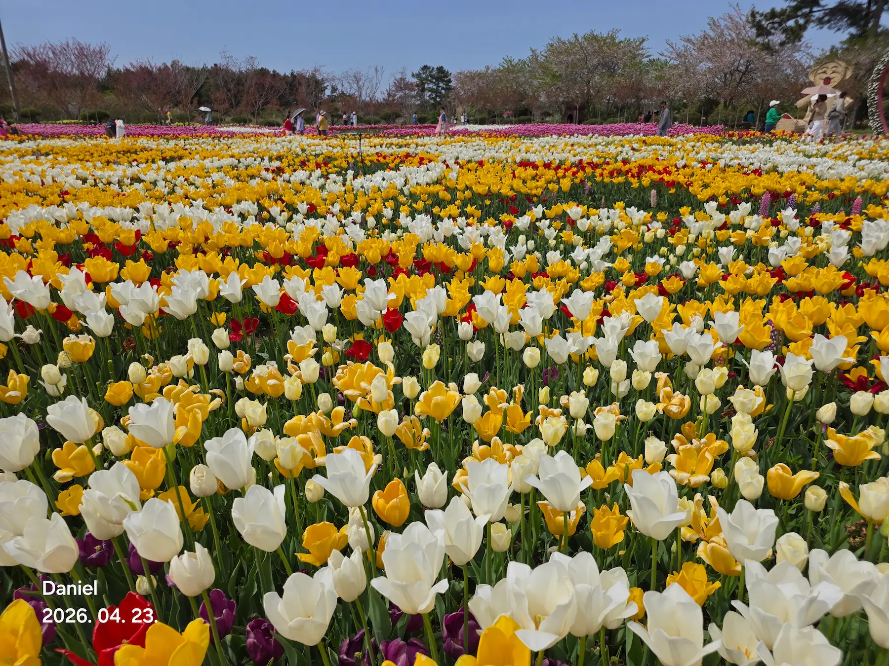 Taean Tulip Festival 2026: Stunning Blooms, Insider Tips & Visit Guide