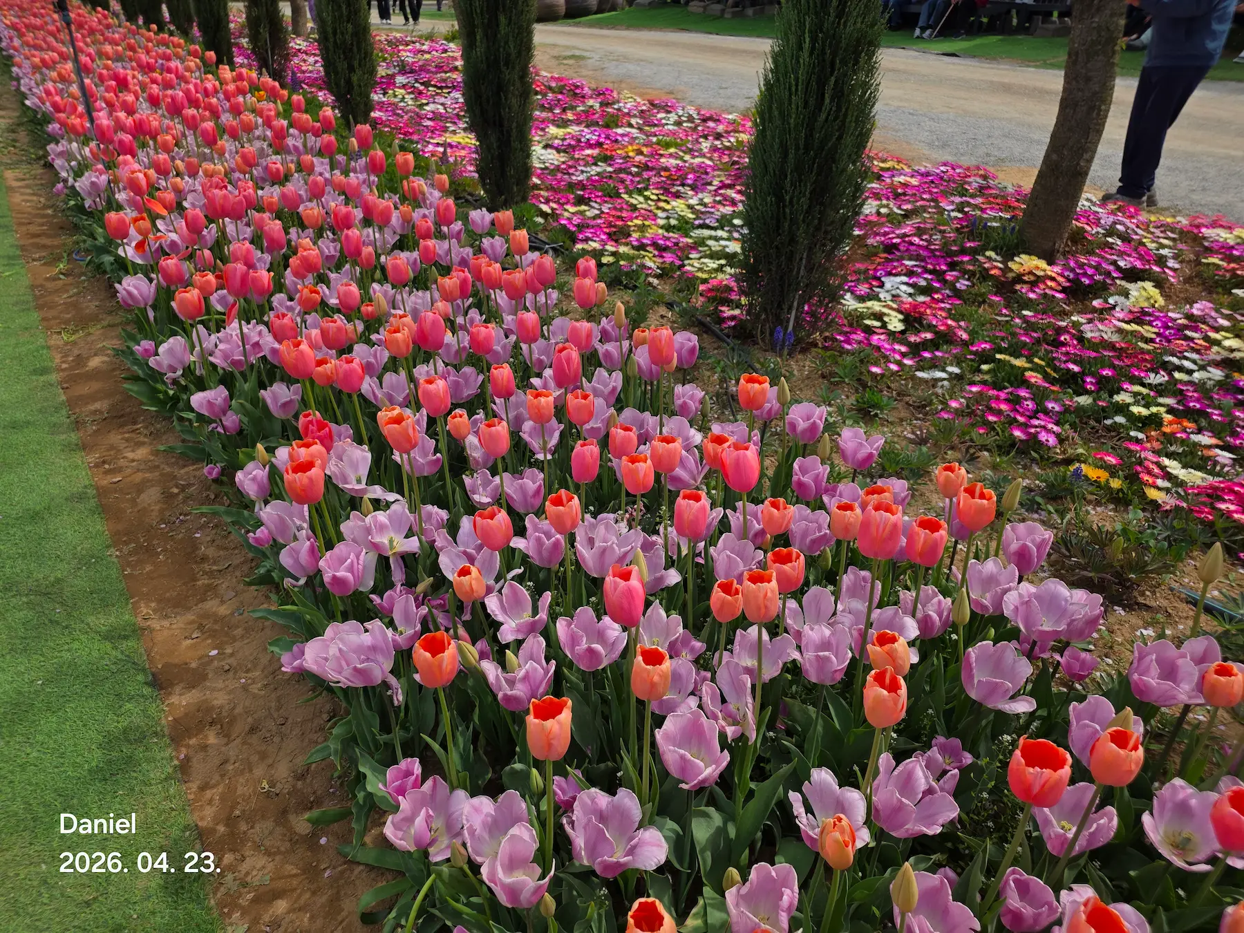 Taean Tulip Festival_Rainbow