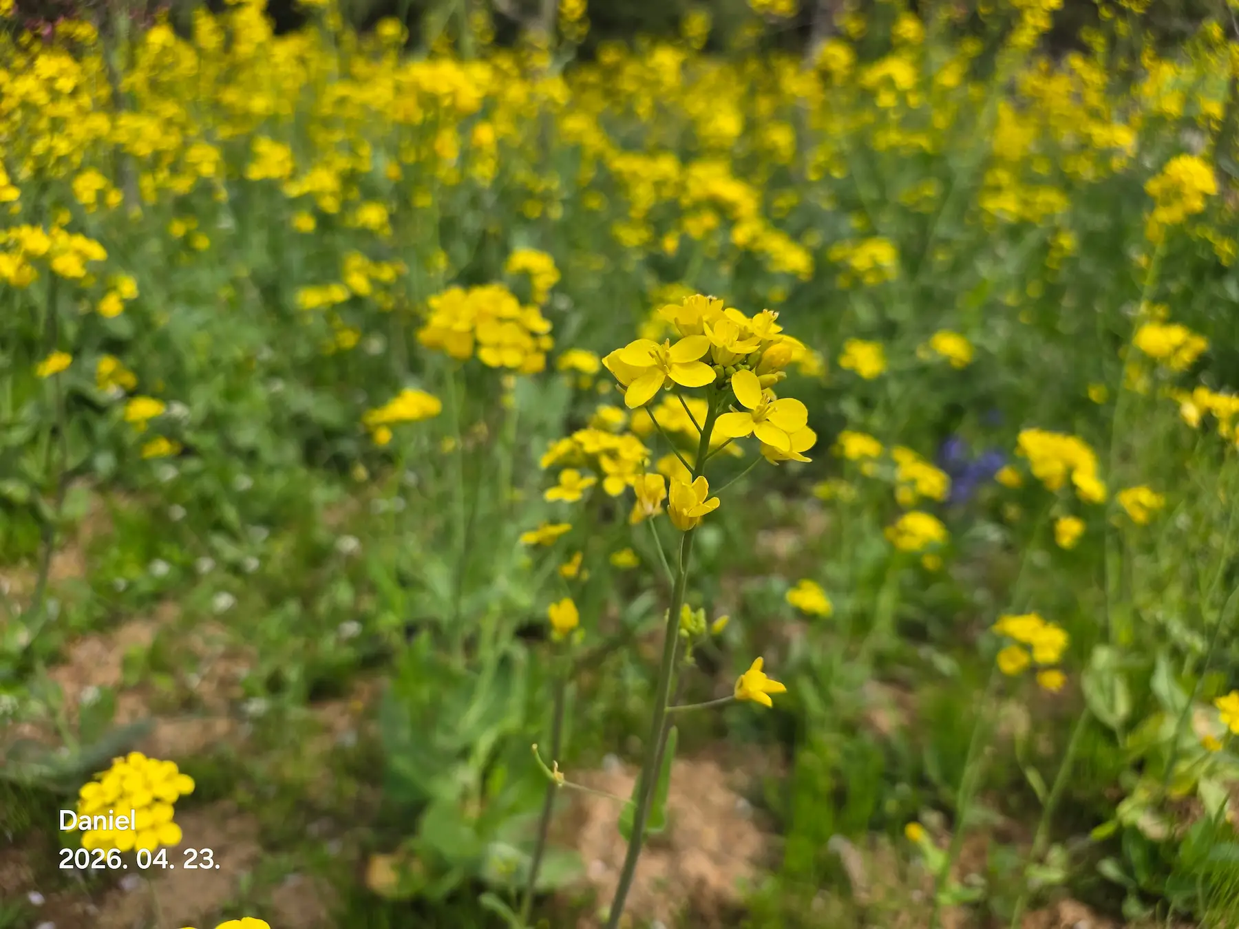 Taean Tulip Festival_Rainbow