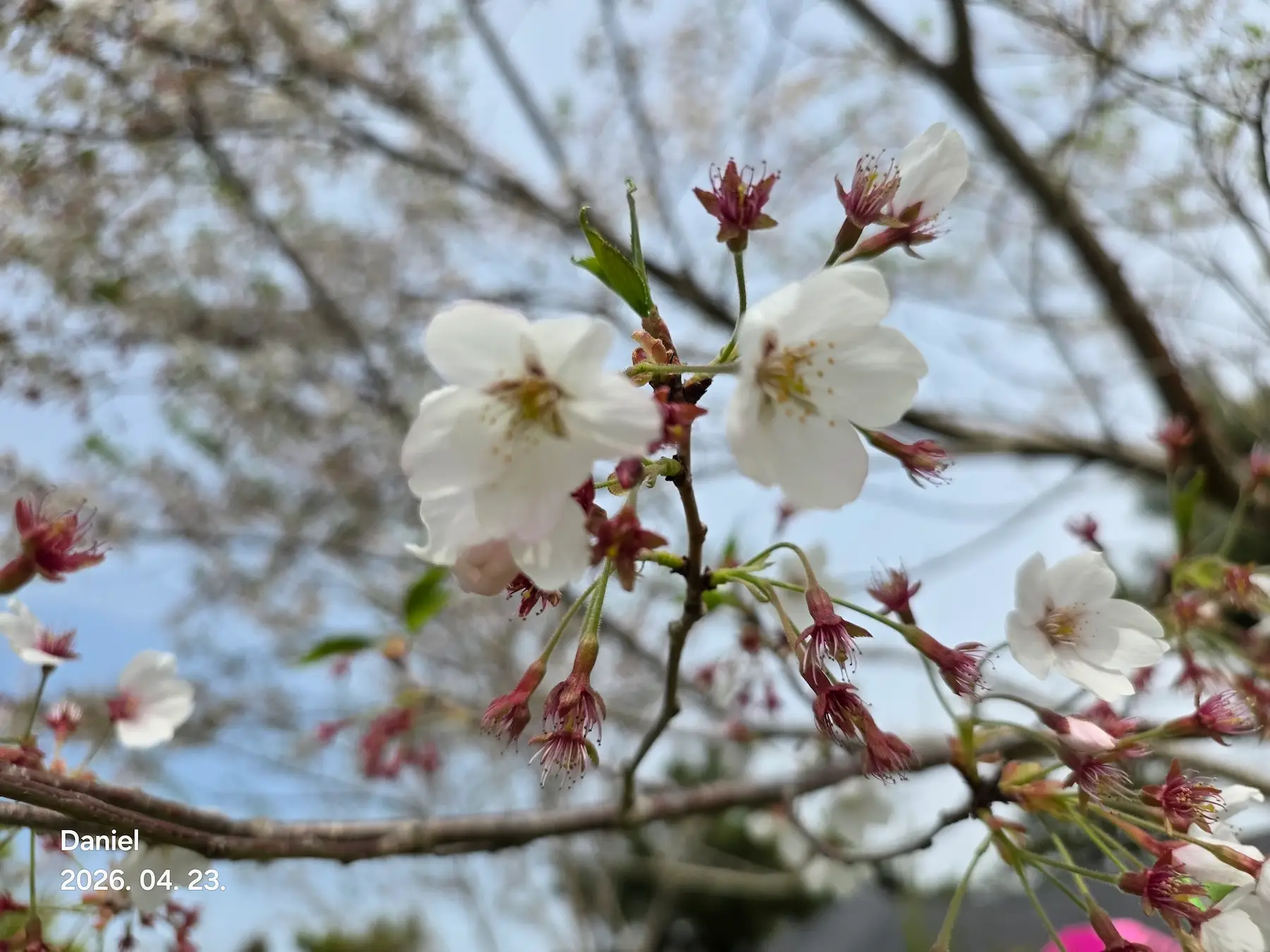 Taean Tulip Festival_Rainbow