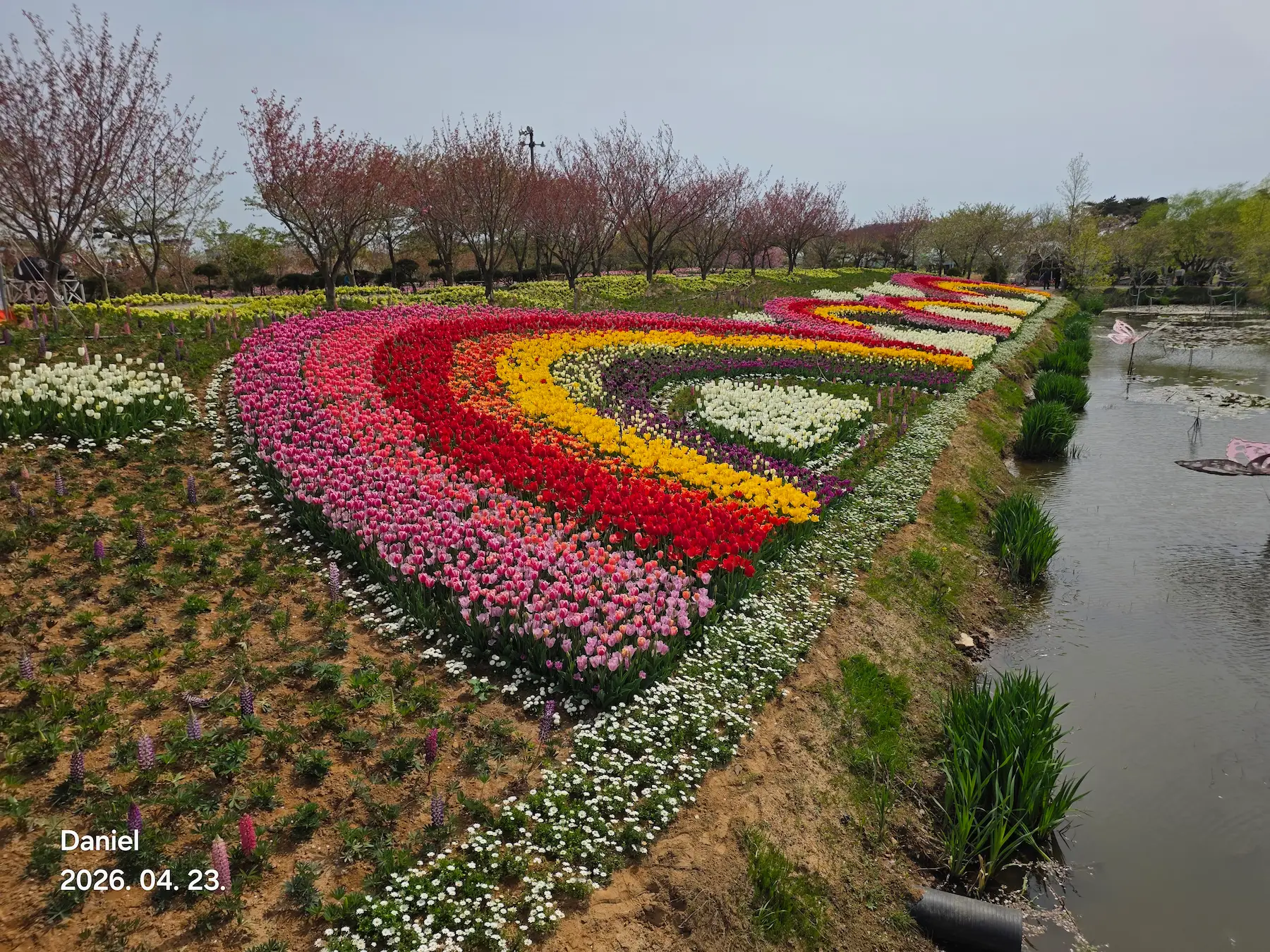 Taean Tulip Festival_Rainbow