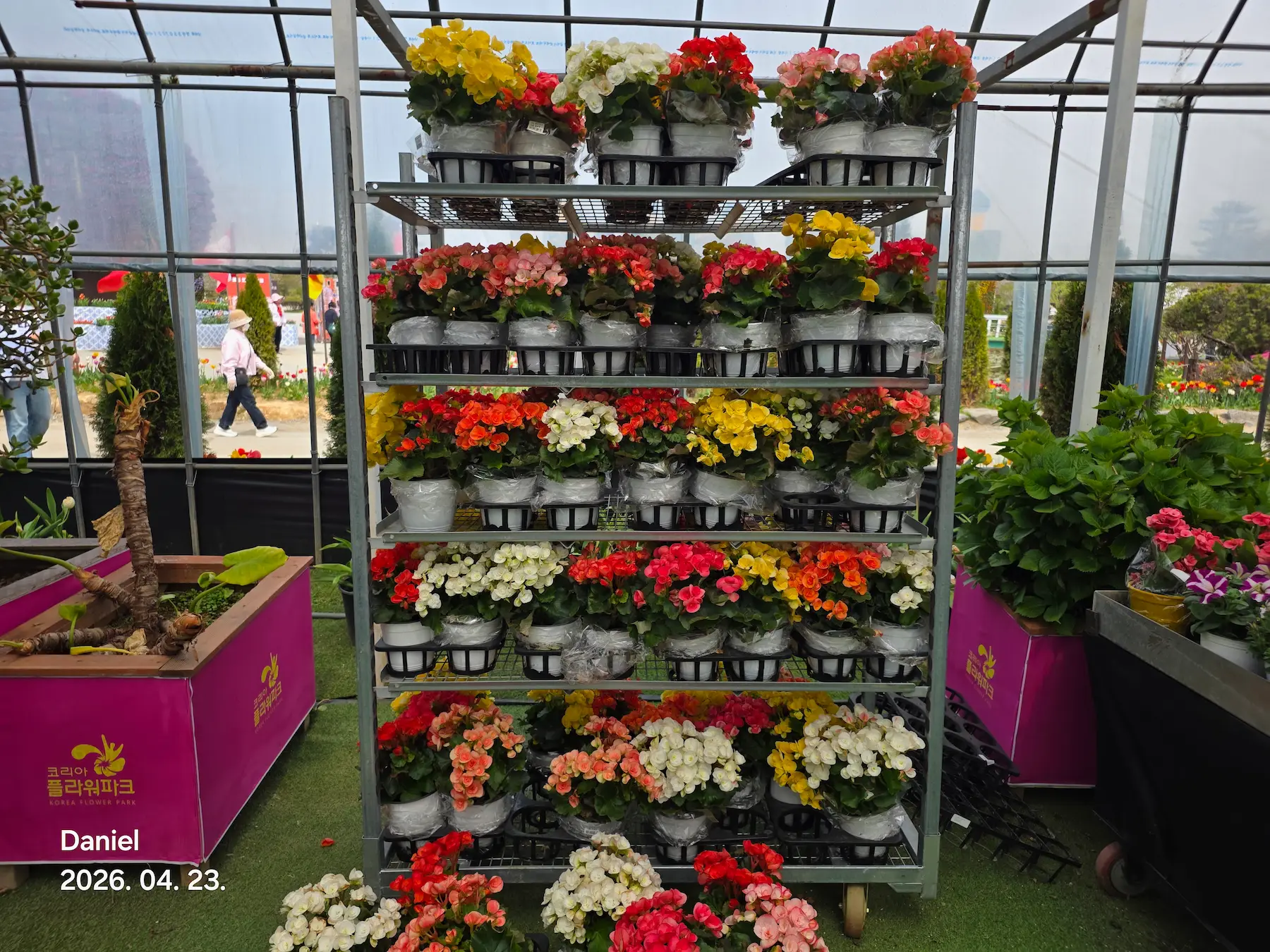 Taean Tulip Festival 2026: Stunning Blooms, Insider Tips & Visit Guide