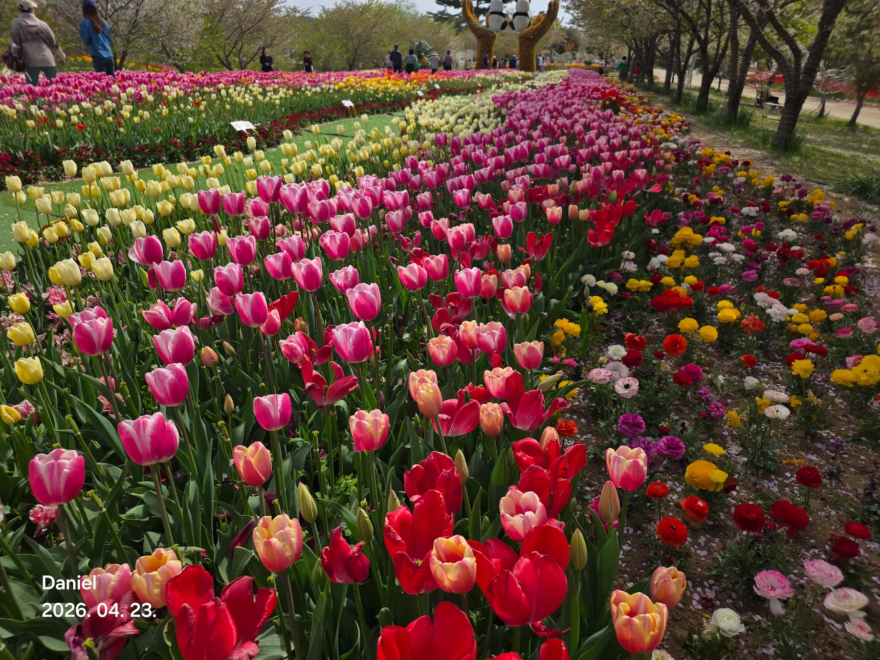 Taean Tulip Festival_Rainbow