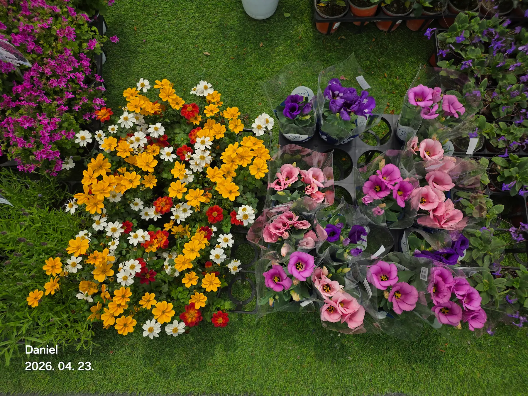 Taean Tulip Festival 2026: Stunning Blooms, Insider Tips & Visit Guide