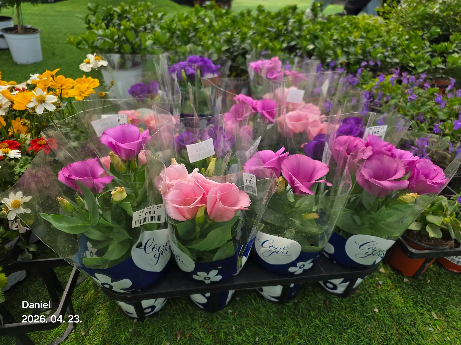 Taean Tulip Festival 2026: Stunning Blooms, Insider Tips & Visit Guide