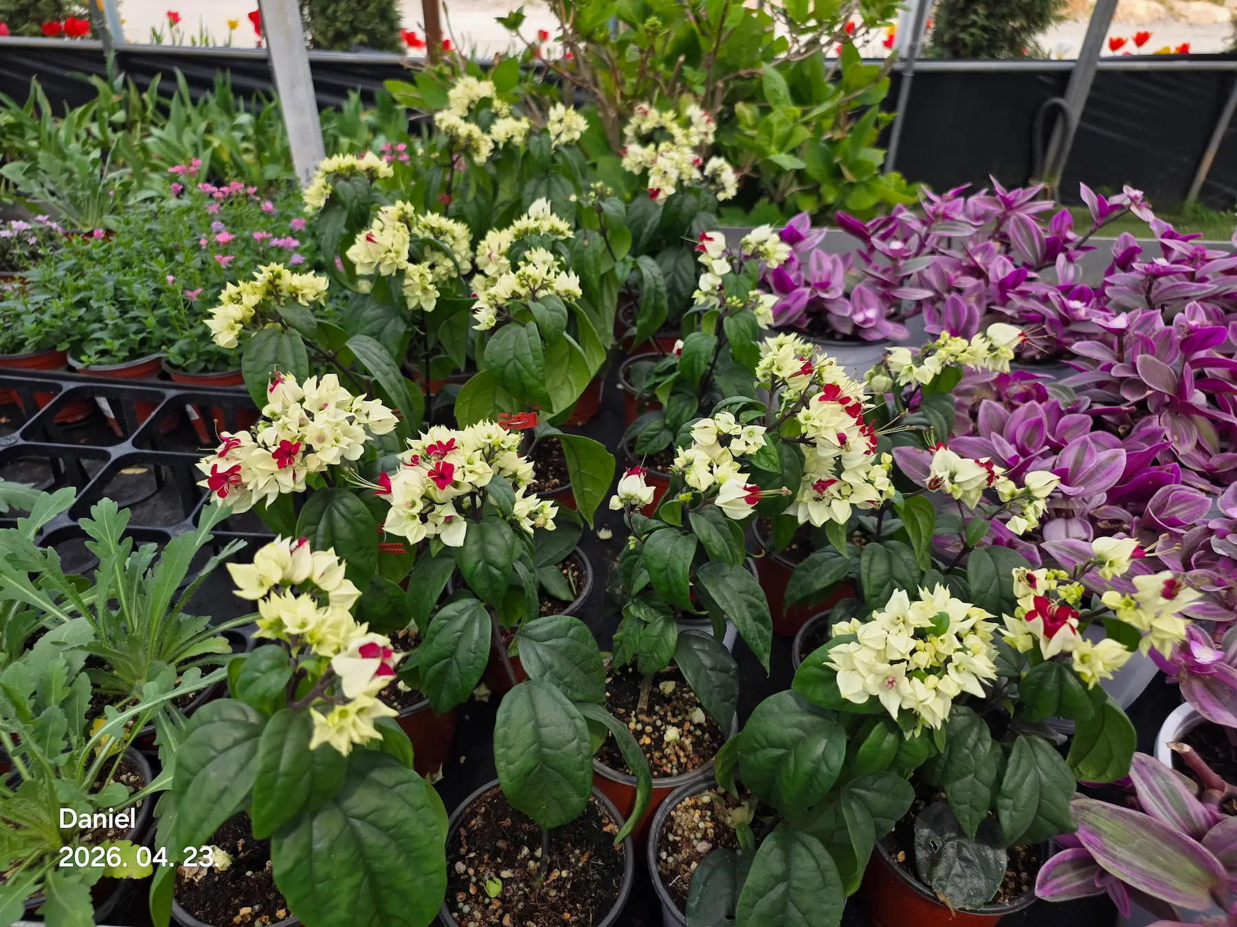 Taean Tulip Festival 2026: Stunning Blooms, Insider Tips & Visit Guide