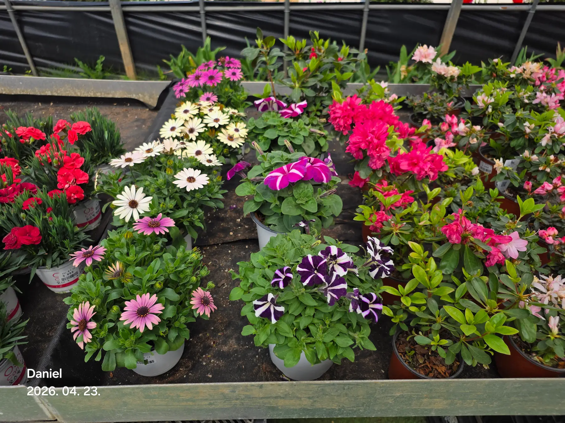 Taean Tulip Festival 2026: Stunning Blooms, Insider Tips & Visit Guide