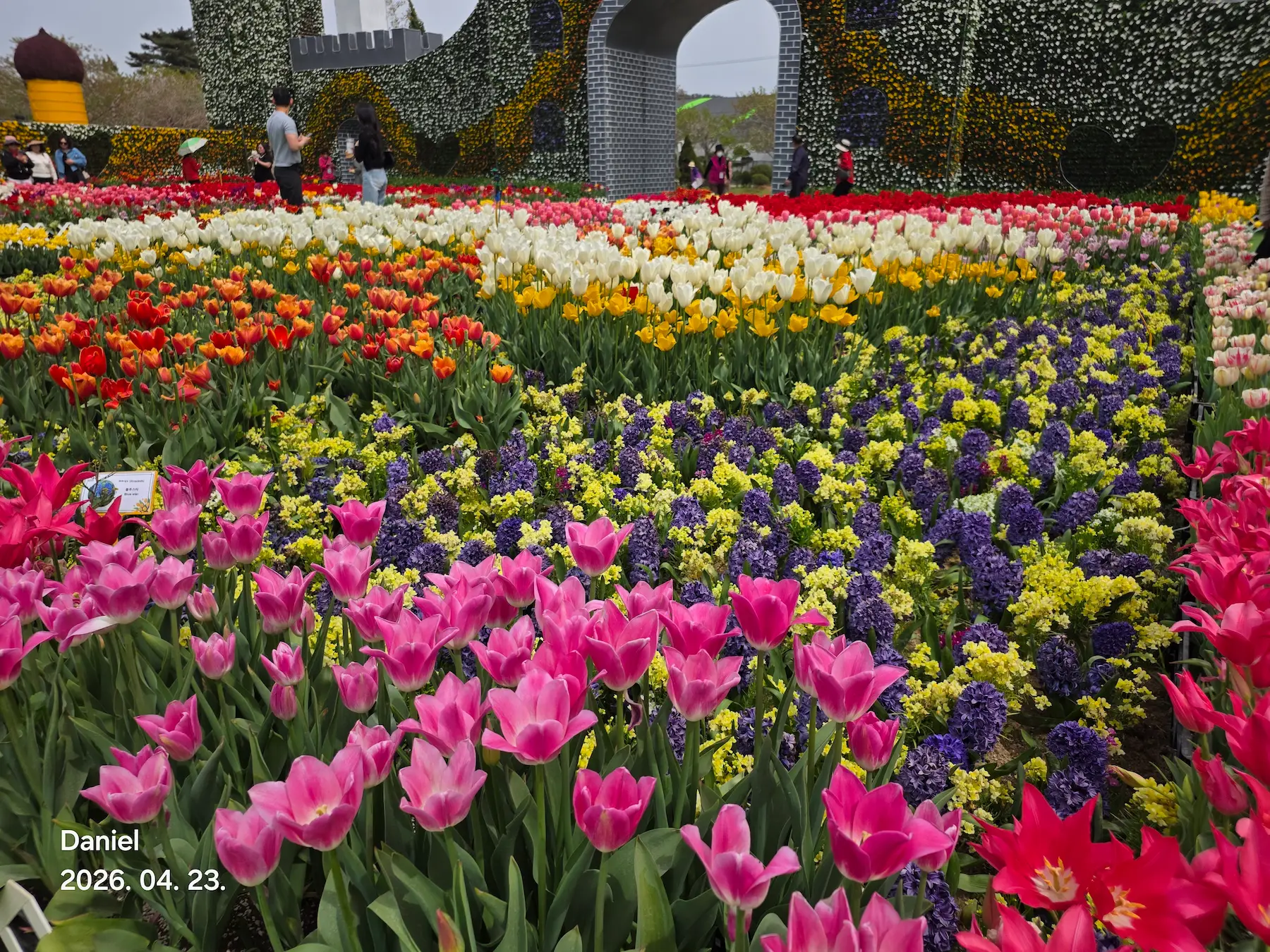 Taean Tulip Festival - 